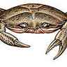 Crabe enragé